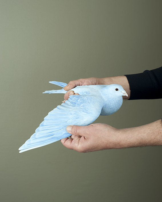 WEB-bluebird